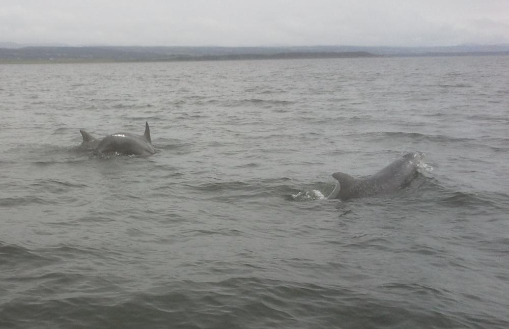 dolphins.jpg