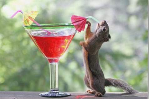 pink-squirrel-1.jpg