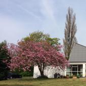 ThePoplars