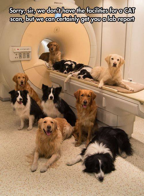 CAT-Scan.jpg