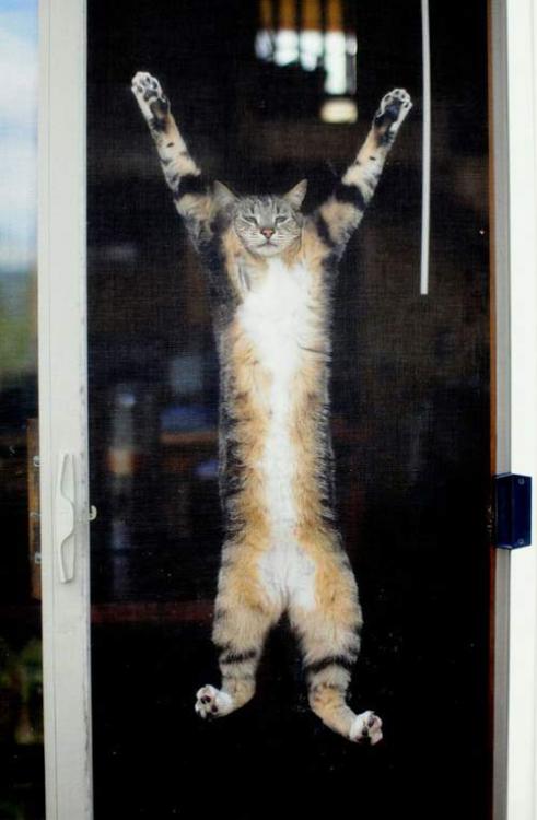 cat-splat.jpg