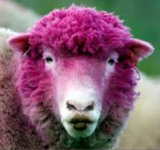 dyed-sheep.jpg.eda1aba4d9e0eed30af4164ffb598056.jpg