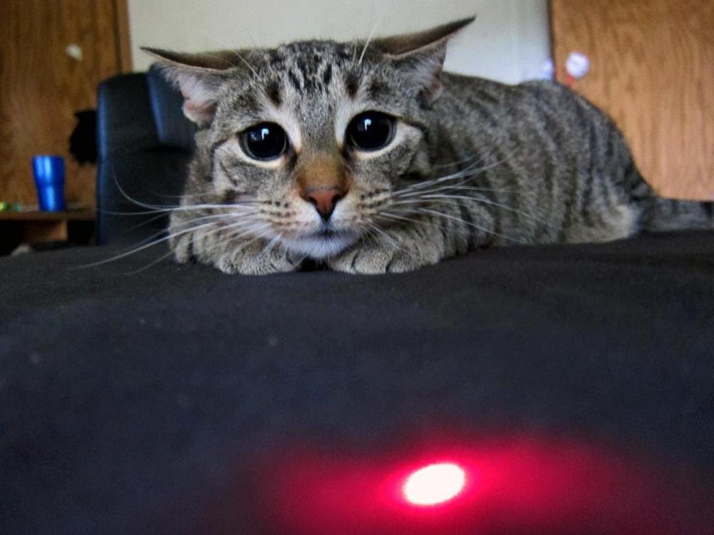 cat.thumb.jpg.899b058b1003c01ba85f2ec6e8d53eb4.jpg