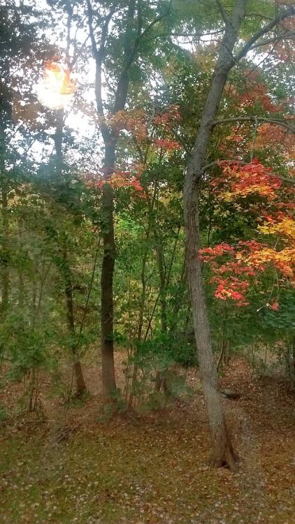 Trees.jpg