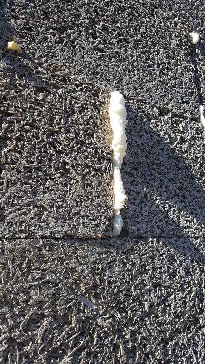foam.thumb.jpg.2375112994b1a3fdb2ce9a8c46186b7e.jpg