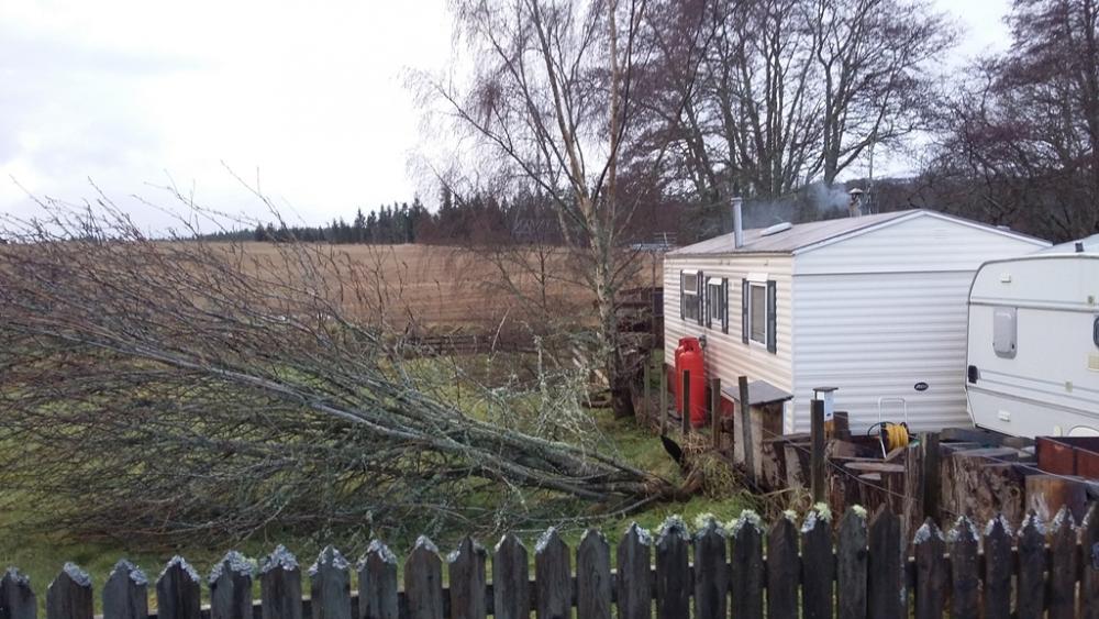 fallen_tree.thumb.jpg.5366b98cbc4ce4476b9219df2ff747fb.jpg