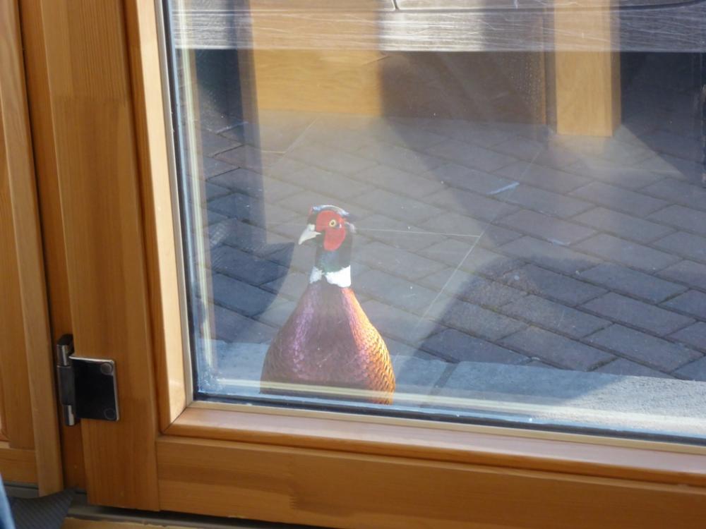 pheasant.thumb.JPG.8d319e8a70dc648a9e3f30af973c3d40.JPG