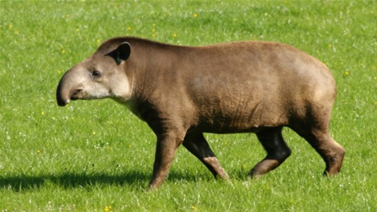 tapir_directory_2.jpg.9268d706315a6f037c957fca83a6ed53.jpg