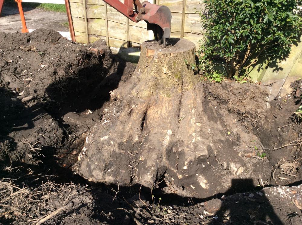 treestump.thumb.jpg.cf0e772f061ac55906658933056258b2.jpg