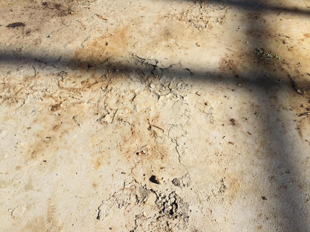 Slab_1.thumb.JPG.bc6ab0a3ab9483921cf16a40b8629a80.JPG