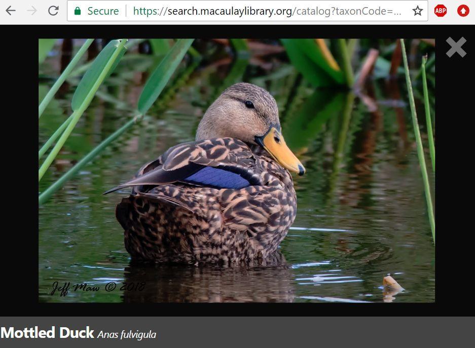 20181002-mottled-duck.jpg.52b0d9e0086ee5f98cdf128f063c6494.jpg