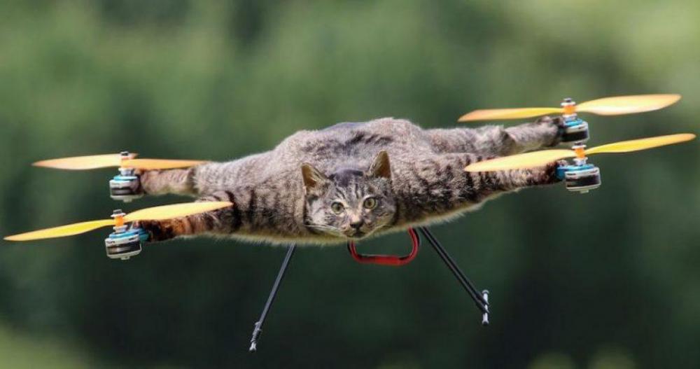 u02-Cat-Drone-1024x539.thumb.jpg.3bde6fdf415592dfeb5b5e4685d2920a.jpg