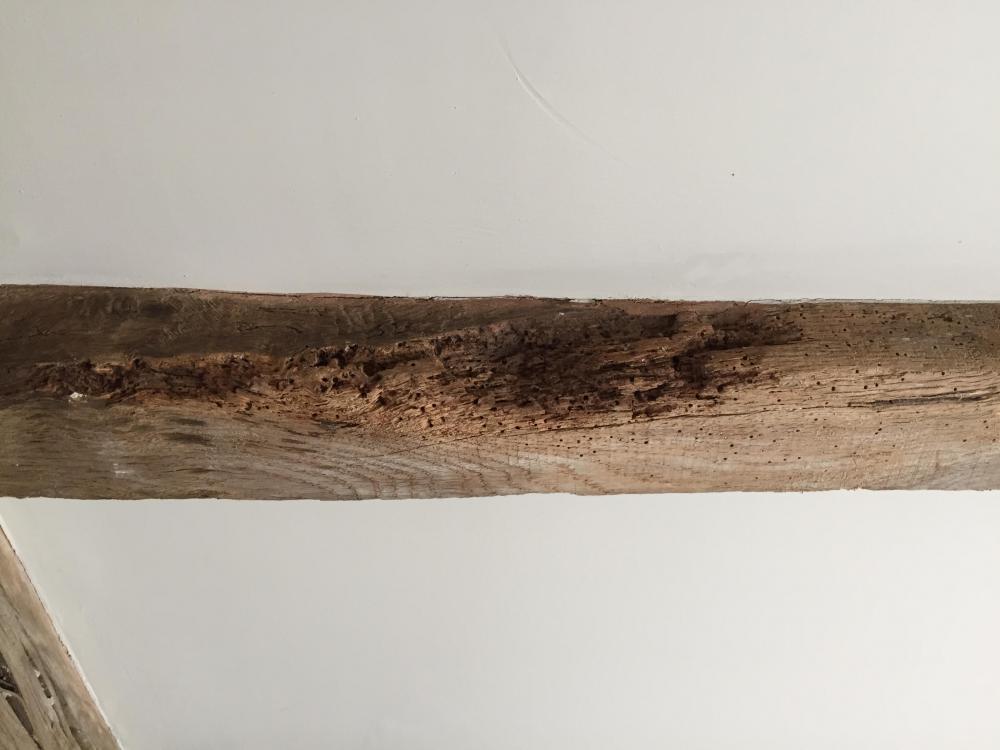 woodworm.jpg
