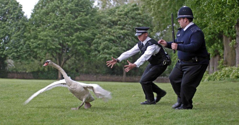 0_Hot-fuzz.thumb.jpg.998bcfbfa92324b3d24e297f13c58345.jpg