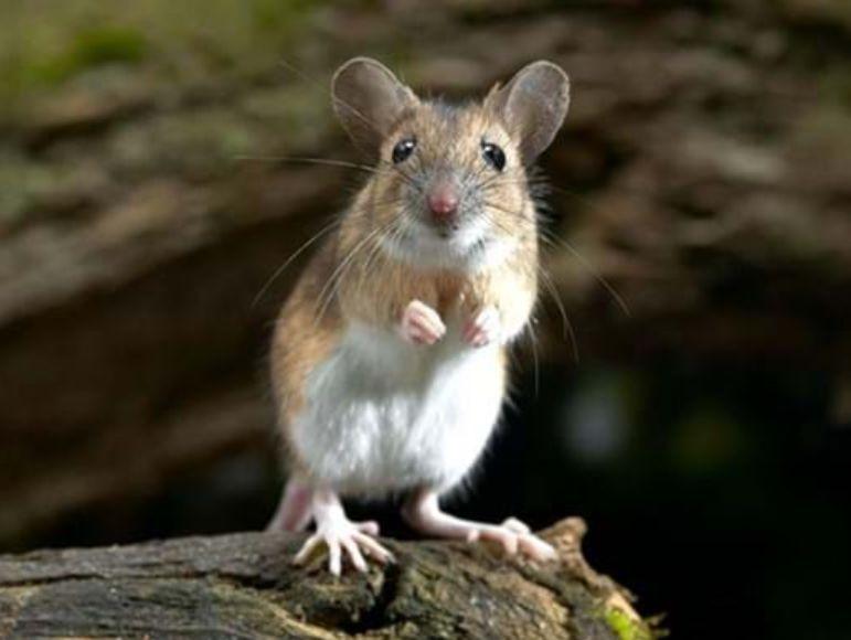 2131463624_Yellowneckedmouse.jpg.9223a0087c1d38d76b70bed9c2230d27.jpg