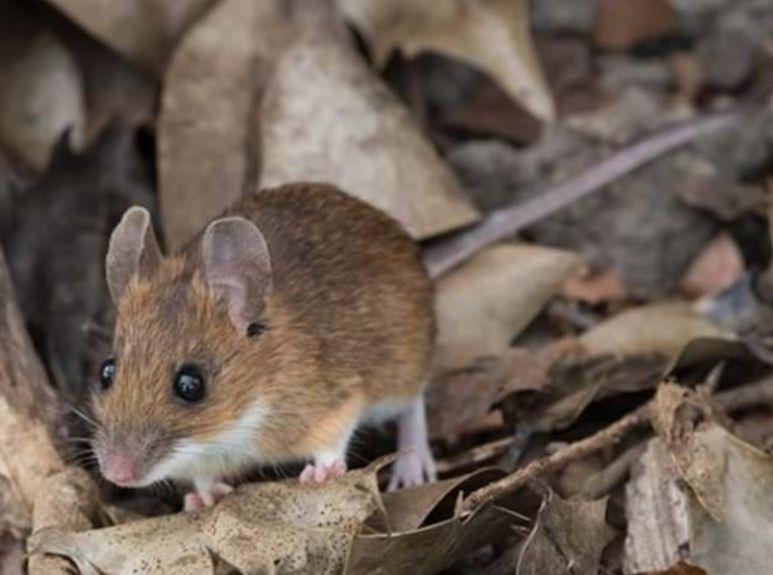 283387004_FieldMouse.jpg.524a2913874d86e5088d9b21ddd630d9.jpg