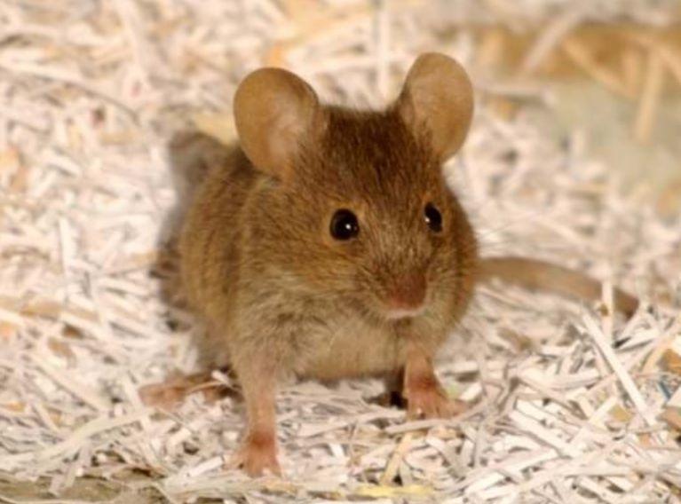 633474537_Housemouse.jpg.30324c5d04b0dbf8a6da30150be6378d.jpg