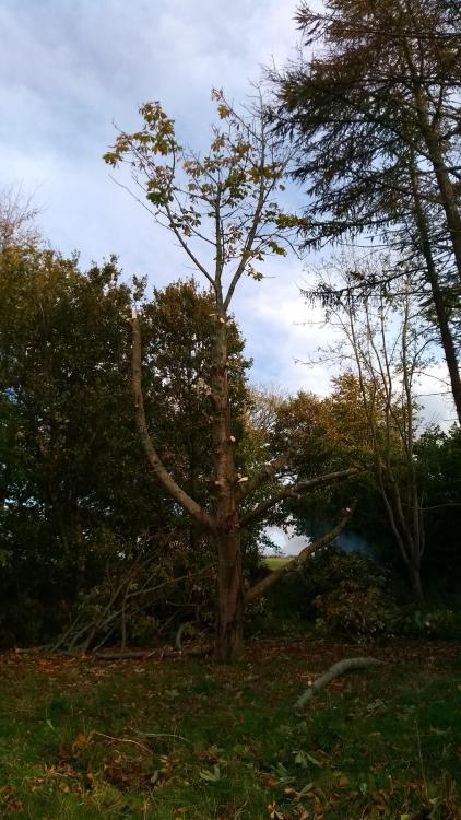 IMG-20191024-WA0003.jpeg