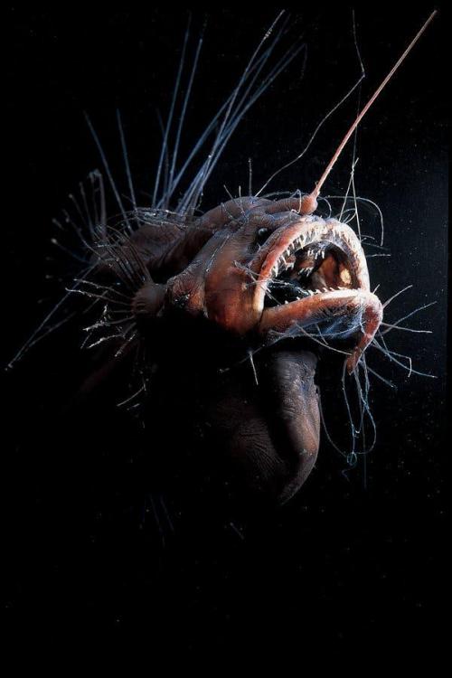 angler.thumb.jpg.6ccf4871552751b204416122d552a01b.jpg