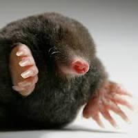 mole.jpg.57f71fb3f2d9db87349ce5e597a03b07.jpg