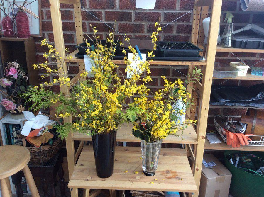 forsythia-2.jpg.f7a2f2dd2e1553d61cc9574364ff7292.jpg