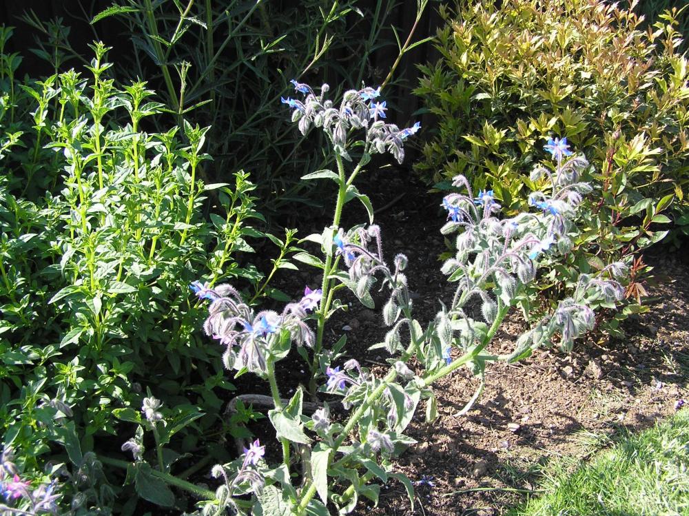 Borage.thumb.JPG.66352081efc0cef46ab084382261da05.JPG