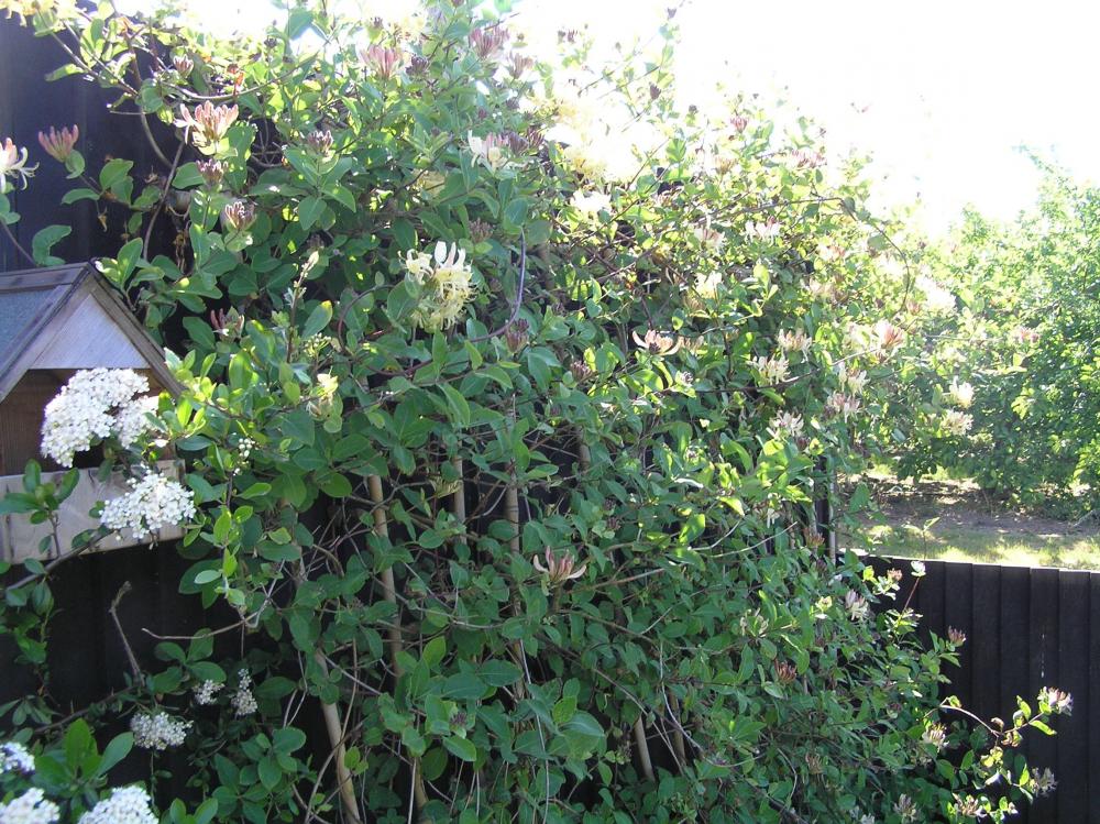 Honeysuckle.thumb.JPG.a38a68331fbb78b1489aff31bd1fbdbb.JPG