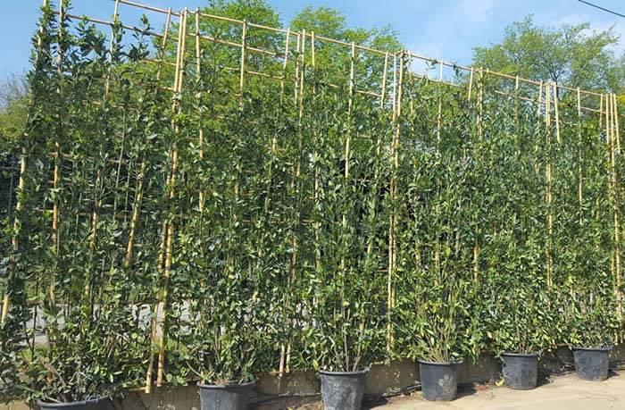 living-screens-bay-laurel-evergreen.jpg.fed82a147c1450d8c0fac6c46e8aa391.jpg