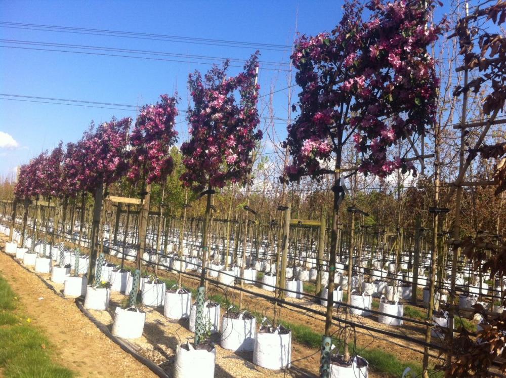 malus_rudolph_pleached_2.thumb.jpg.75e2892e82bfb48e39916d43e27d8499.jpg