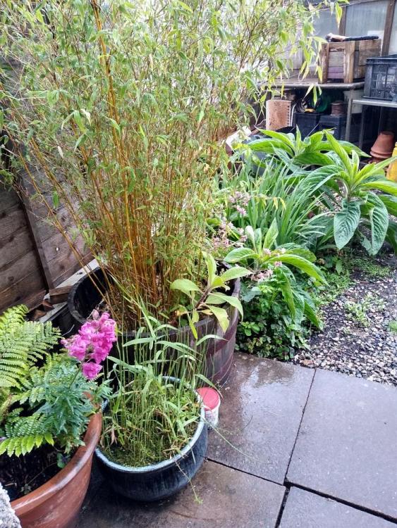 Garden 1.jpg