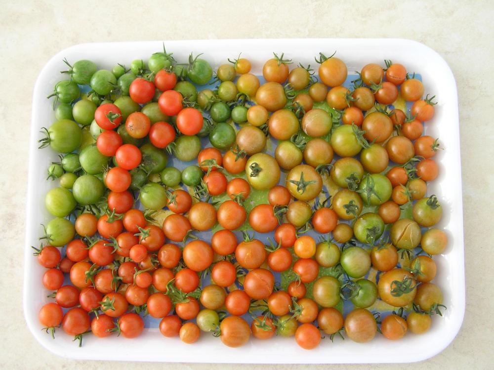 1475998576_TomatoesFinalPick.thumb.JPG.021487c328070afd04664345379ef89f.JPG