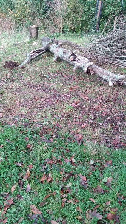 IMG-20191110-WA0004.thumb.jpg.ffbf33ed61043ac68b176c5558e31e72.jpg