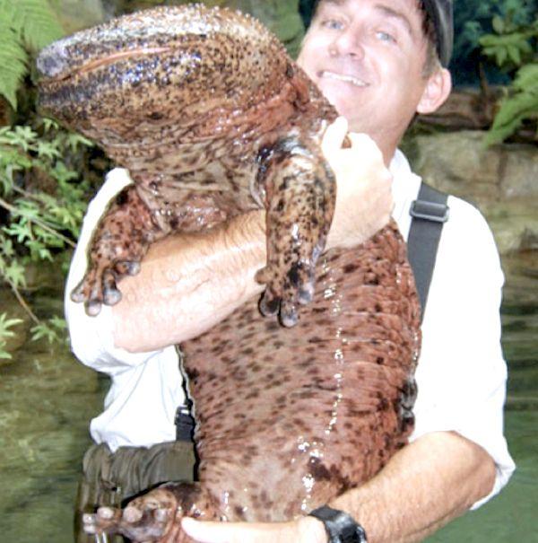 giant-salamander.jpg.175e62813bcd33f00d2c25b151891296.jpg