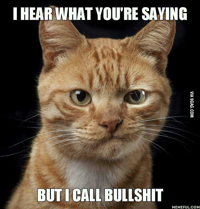 cat-call-bull.jpg.19c0495561dc5cbfa3ec9c8502838cff.jpg
