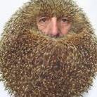 Hogboon