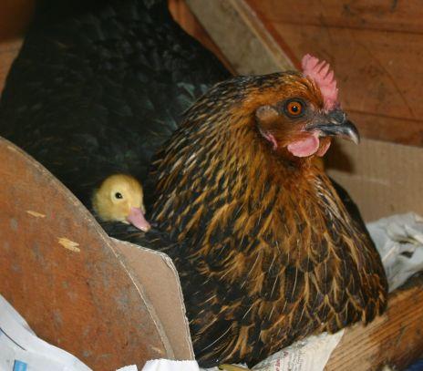 1605371899_Duckssmall.jpg.cba01b4580ebb5f8aa8b6ceceb6855e7.jpg