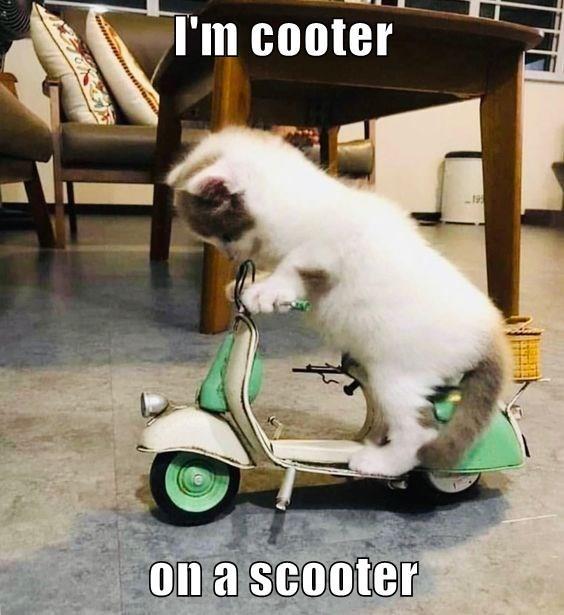 avatar-cat-scooter.jpg.cf64f962465fe829e1d93cf73570377b.jpg