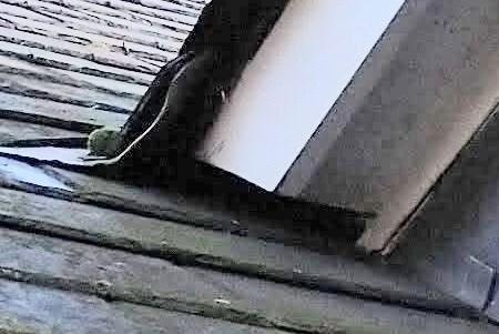 closeup2.jpg.abc6227984097a5fe7713f3989b2112d.jpg