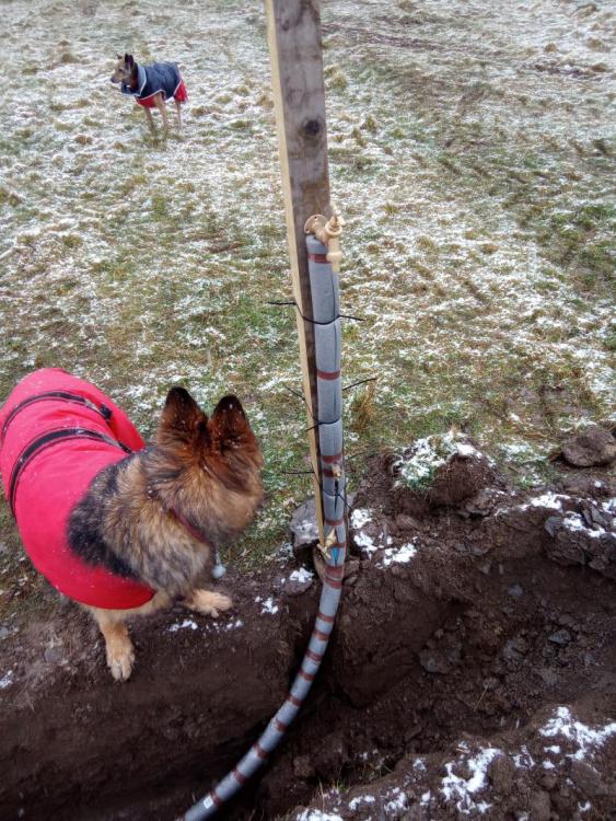 Water_dogs.thumb.jpg.6bb927241b9a0a44c35730a6284768ca.jpg
