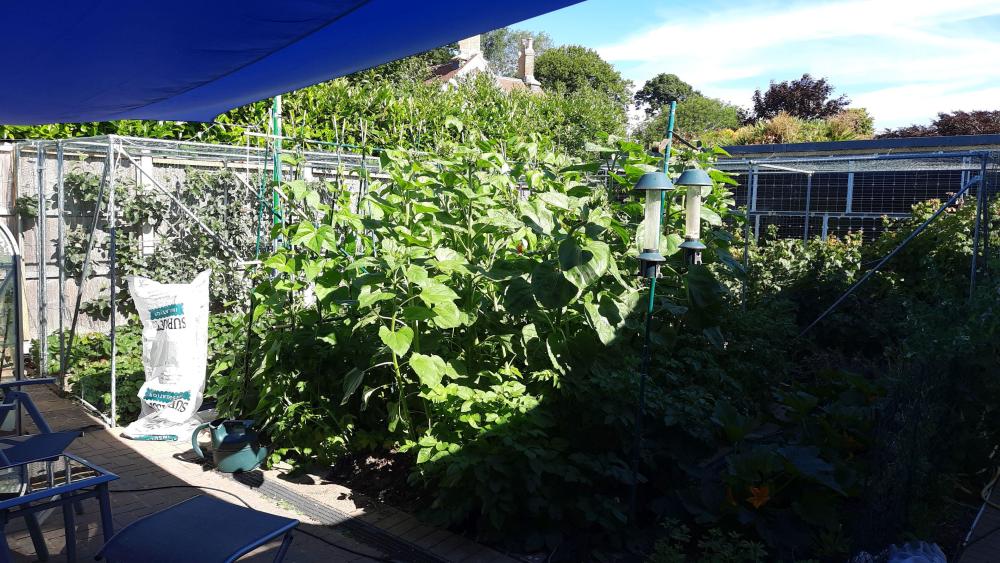 1295729222_Gardeninfullbloom.thumb.jpg.08944b203f8cb3063563d82acb435b12.jpg