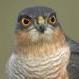 Sparrowhawk