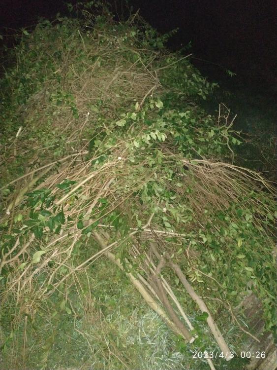 hedge.thumb.jpeg.3f6ceed49d5b652fb6d1c9f8b923f9ef.jpeg