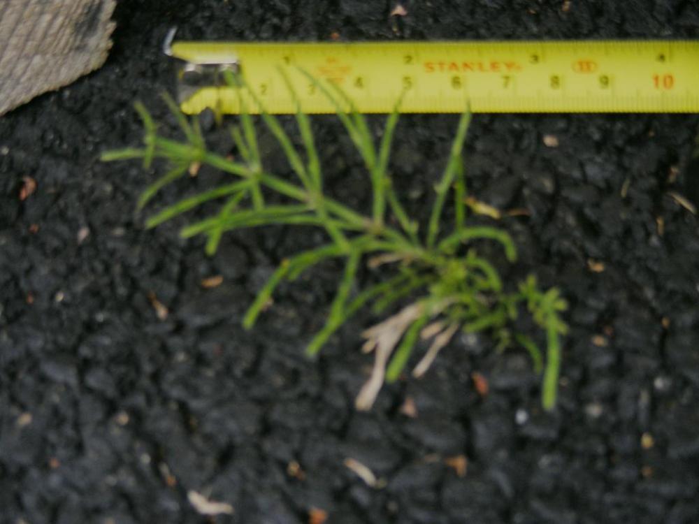weed.thumb.jpg.be2da2a882c17b69f9c71b4e81445209.jpg