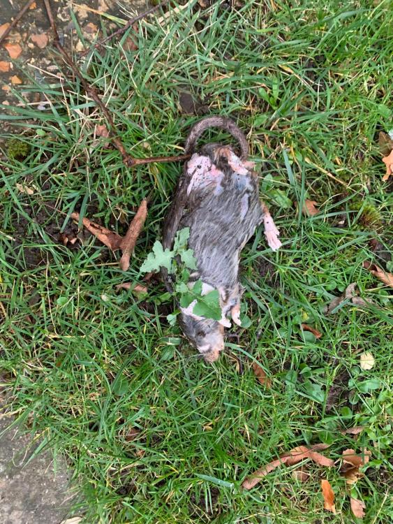Ratty.thumb.jpg.a6ac892c67a23e9f4ed9f51bca289a87.jpg
